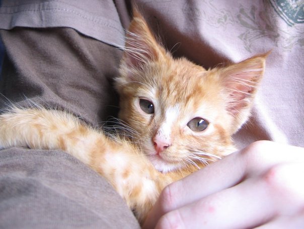 Kitten kitsune